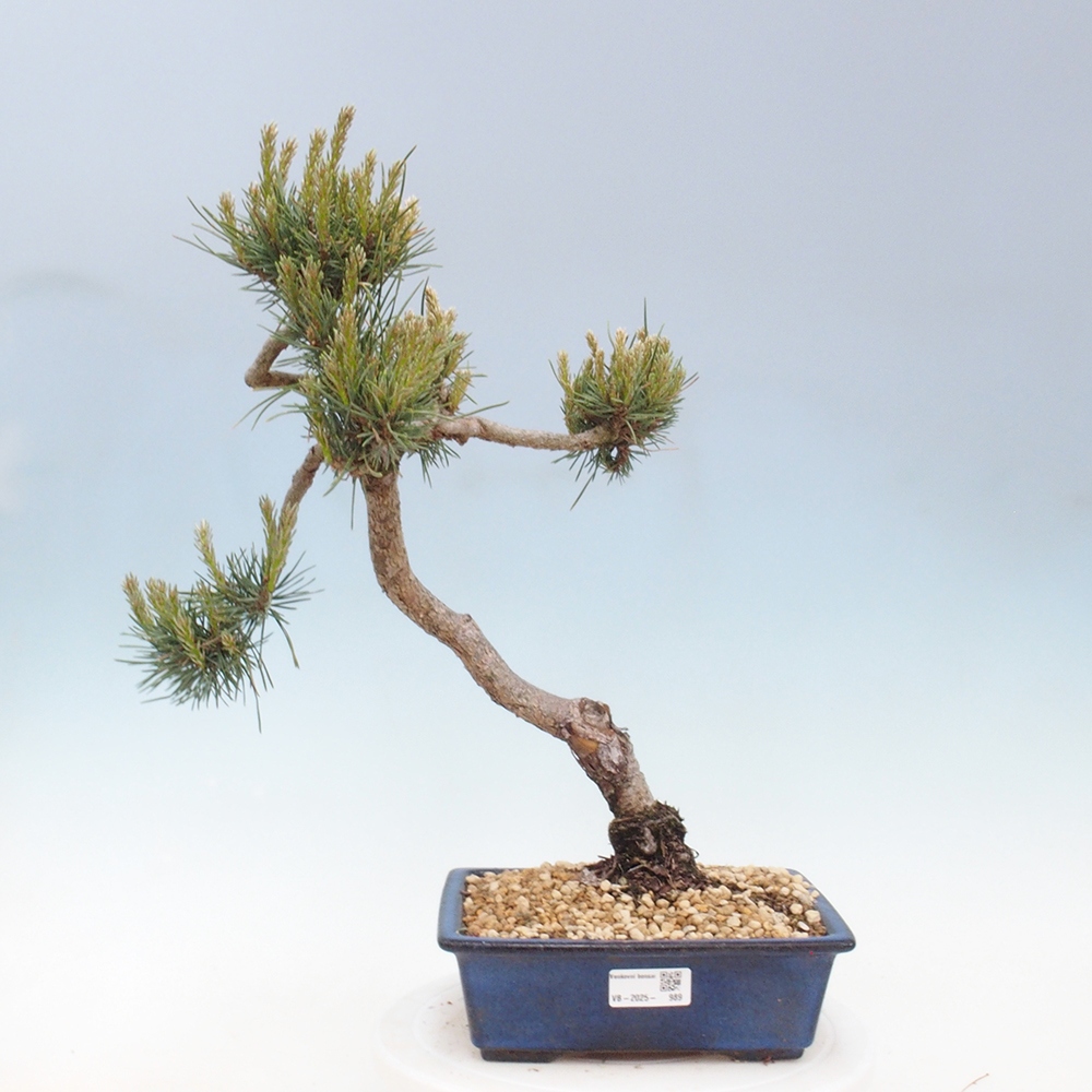 Bonsaï d'extérieur - Pinus Sylvestris Watererri - Pin sylvestre