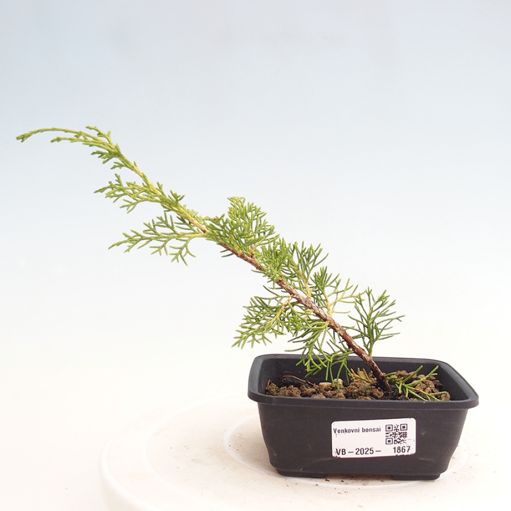Bonsaï d'extérieur - Juniperus chinensis Itoigawa