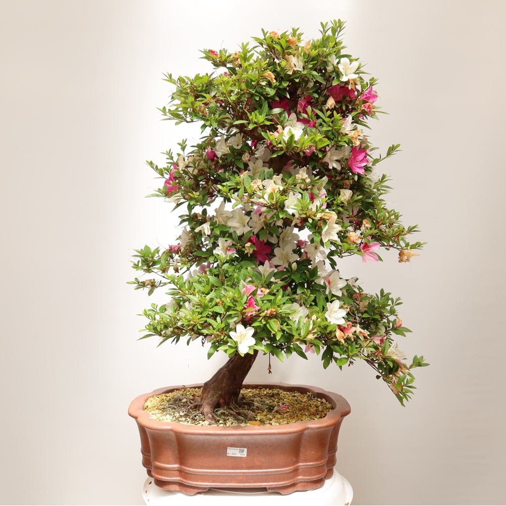 Bonsaïs d'extérieur - Azalée japonaise - Azalea Shunen