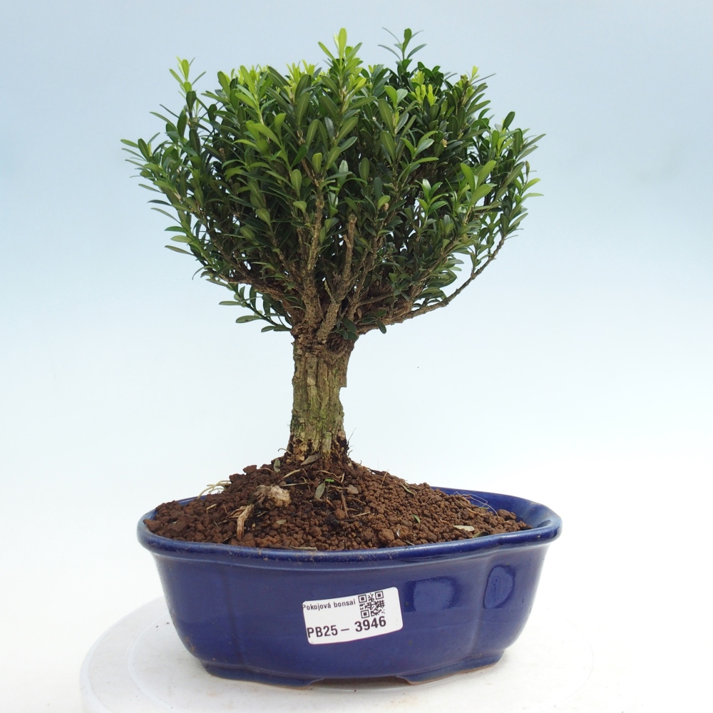 Bonsaï de chambre - Buxus harlandii - buxus liège