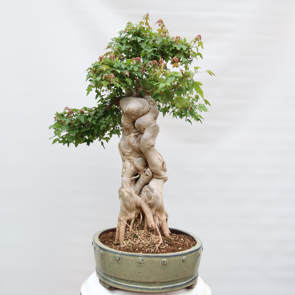 Bonsaï d'extérieur - Maple Burger - Acer Burgerianum