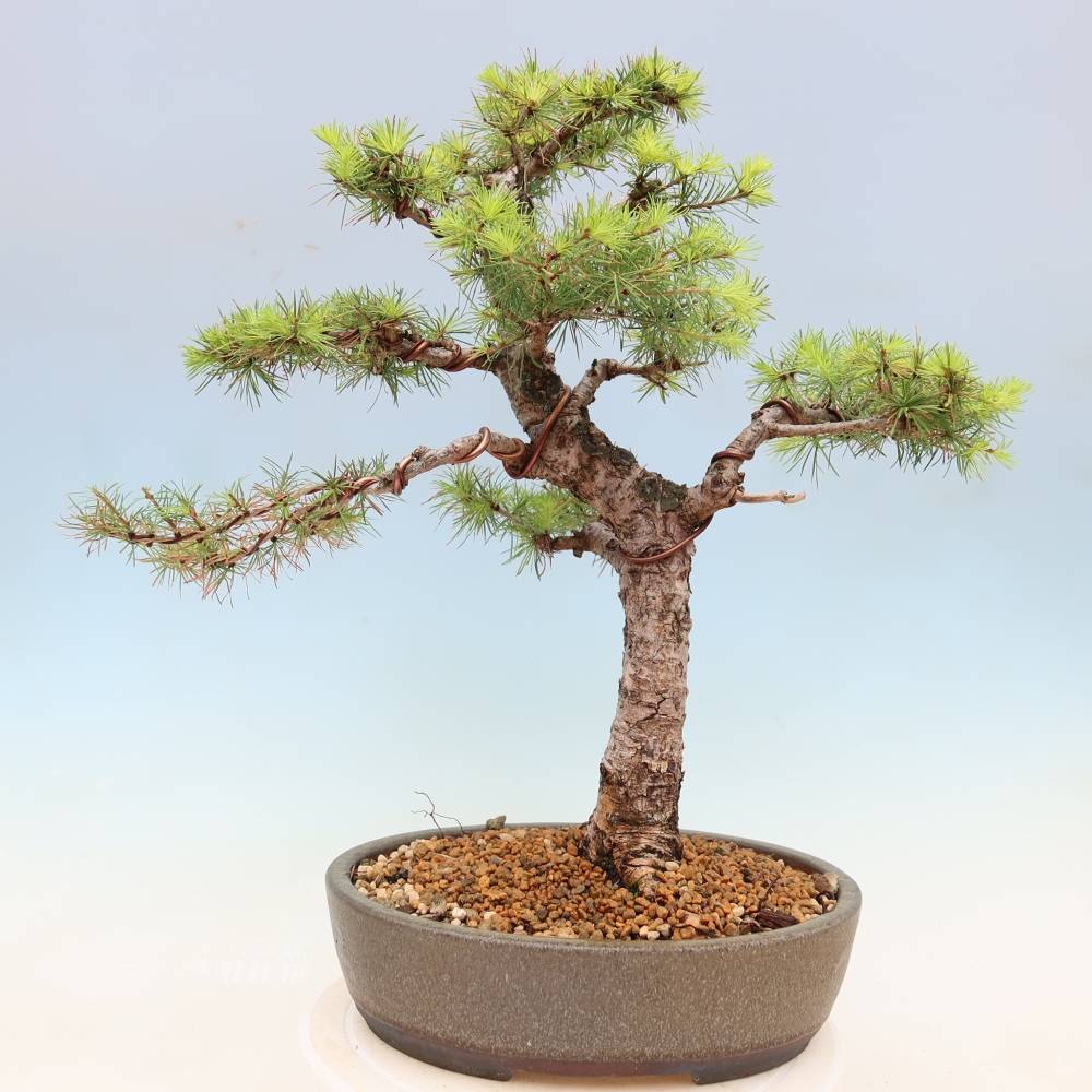 Bonsaï d'extérieur -Larix decidua - Mélèze