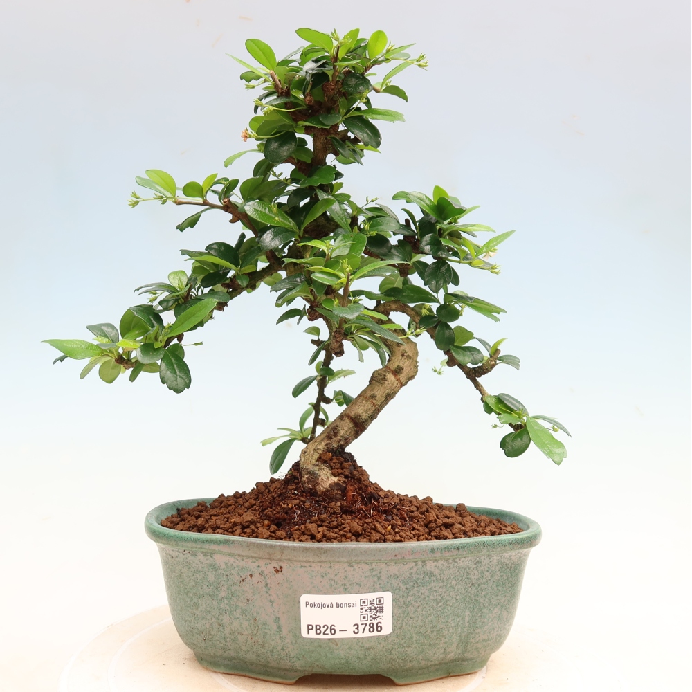 Bonsaï de chambre - Carmona macrophylla - Tea fuki