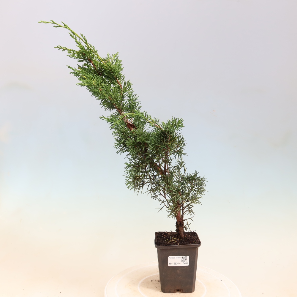 Bonsaï d'extérieur - Juniperus chinensis Kishu