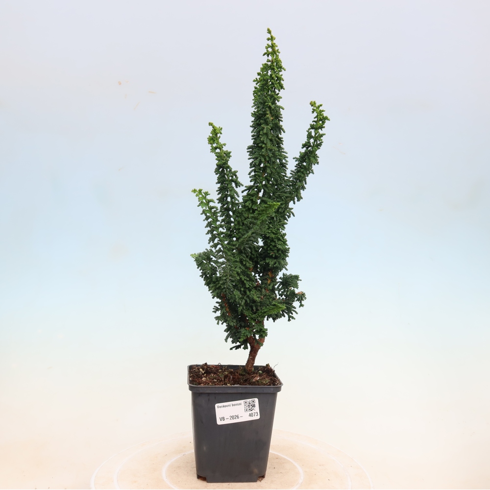 Bonsaï d'extérieur - Cham. obtusa SEKKA HINOKI - Cyprès