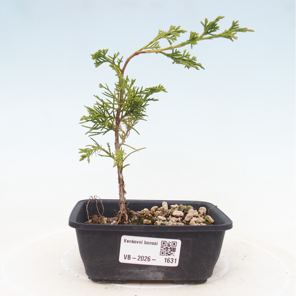 Bonsaï d'extérieur - Juniperus chinensis Itoigawa