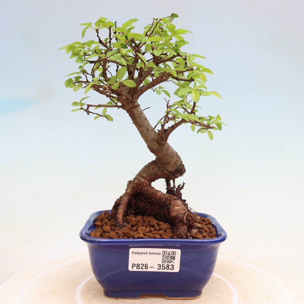 Bonsaï de chambre - Ulmus parvifolia - Orme à petites feuilles