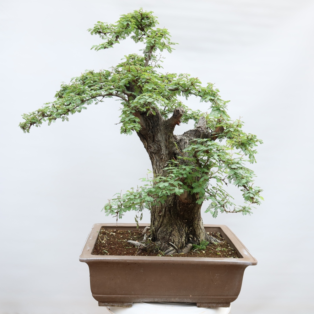 Bonsaï de chambre - Acacias Arabica