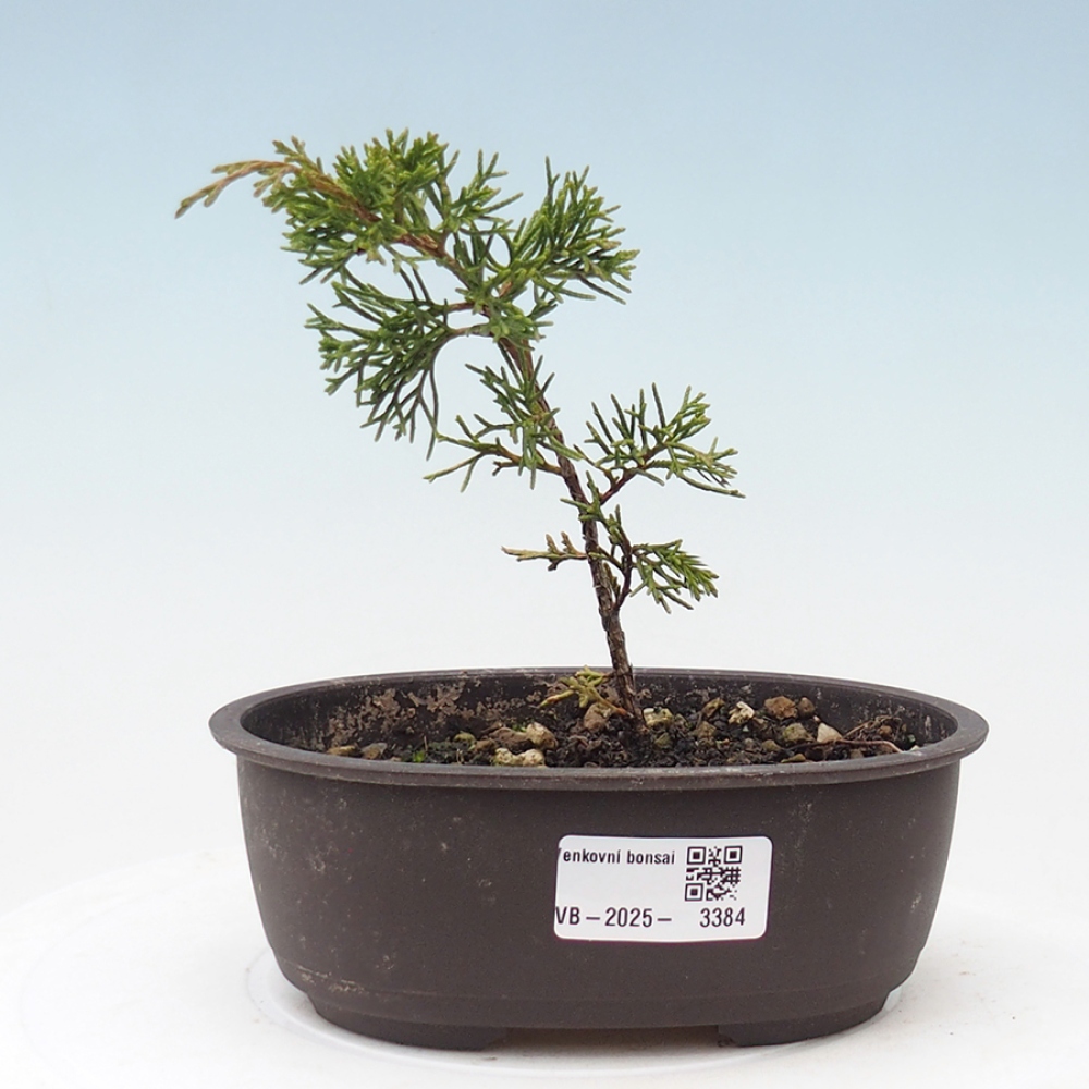 Bonsaï d'extérieur - Juniperus chinensis Itoigawa