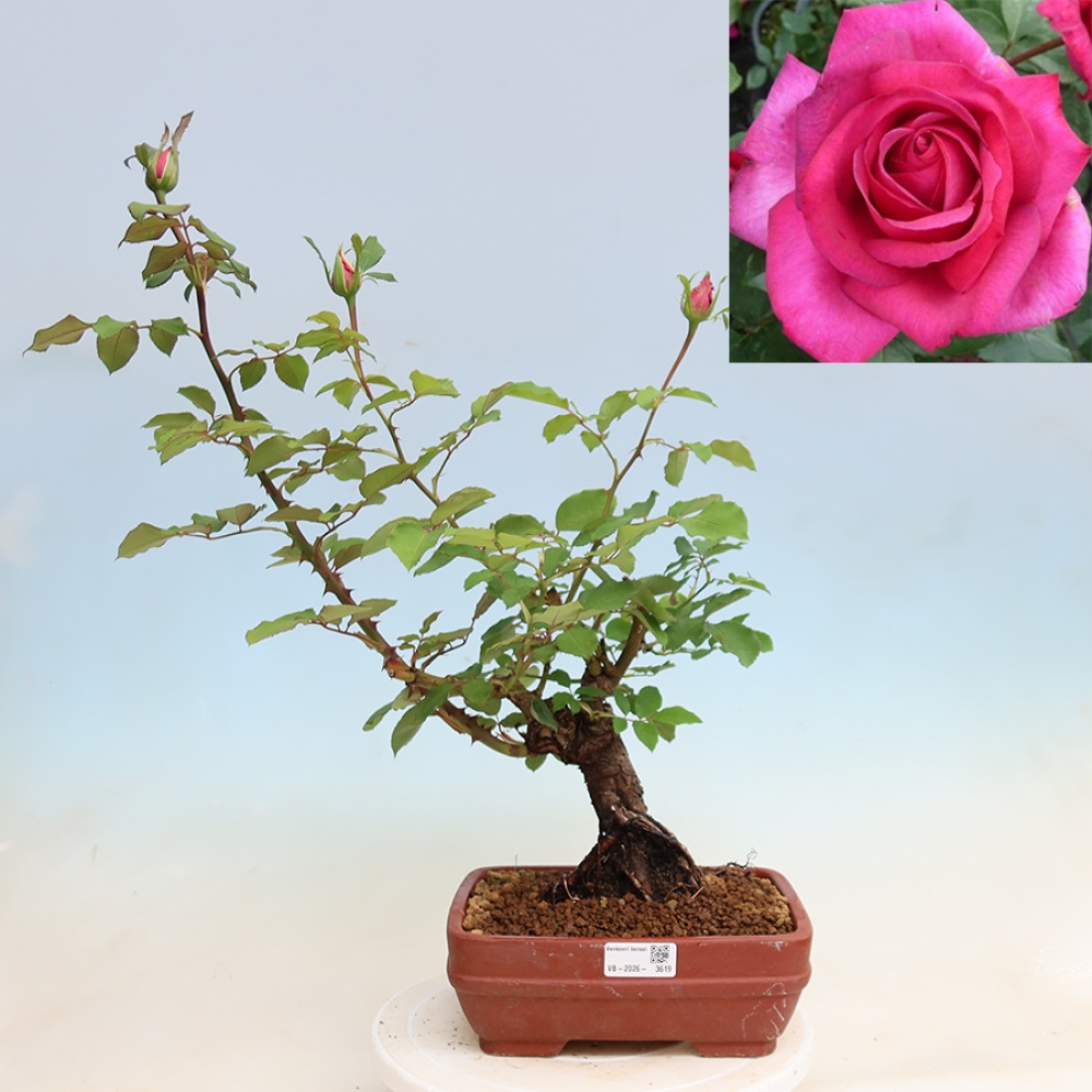 Bonsaï d'extérieur - Rosa Kordes - rose