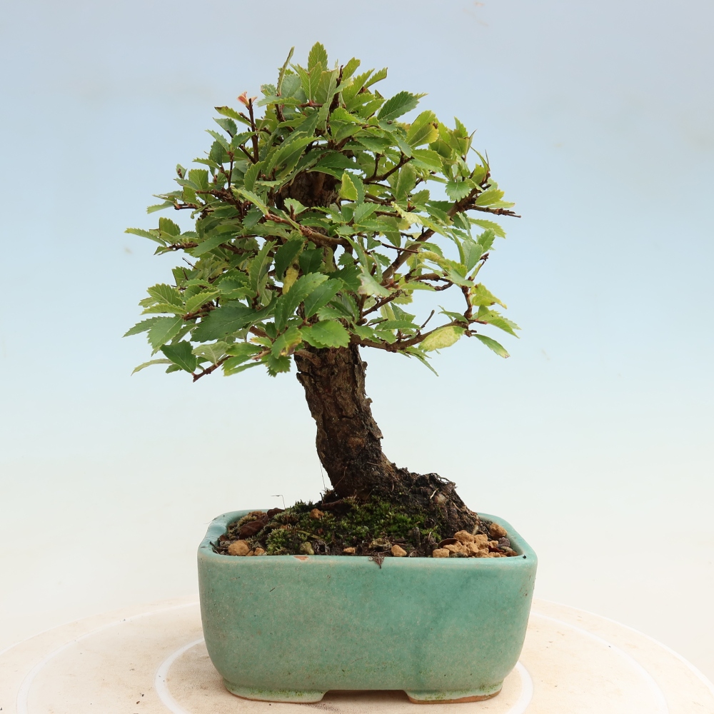 Bonsaï d'extérieur - Zelkova - Zelkova NIRE