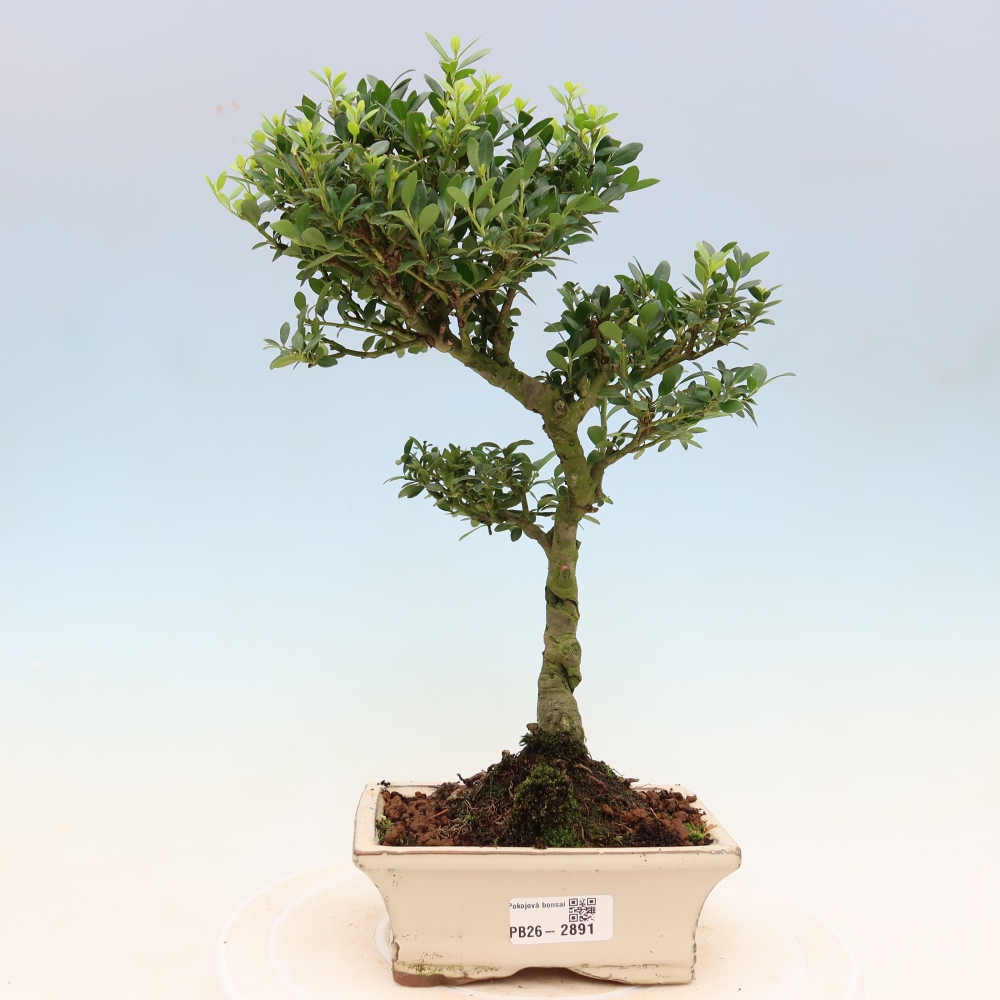 Bonsaï de chambre - Ilex crenata - Houx