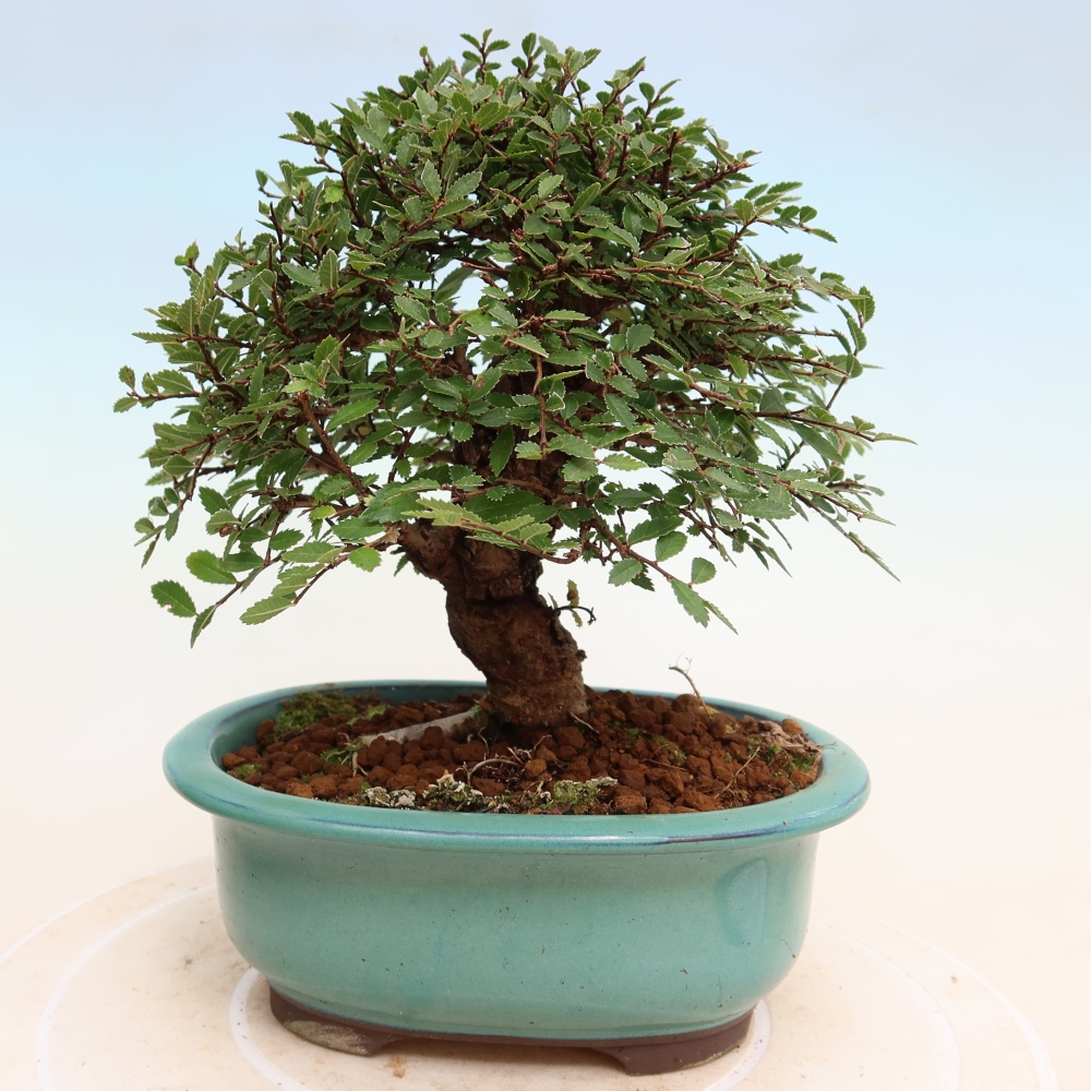 Bonsaï d'extérieur - Zelkova - Zelkova NIRE