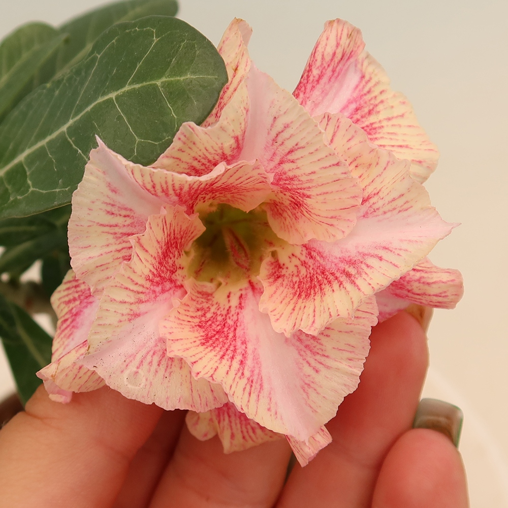 Bonsaï d'intérieur - Adenium obesum greffé V.F.S.277  - Rose du désert