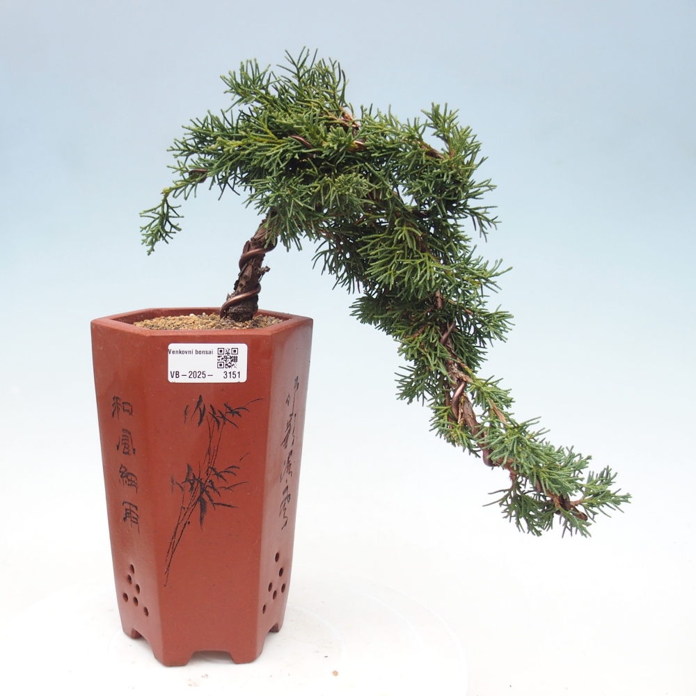 Bonsaï d'extérieur - Juniperus chinensis Kishu
