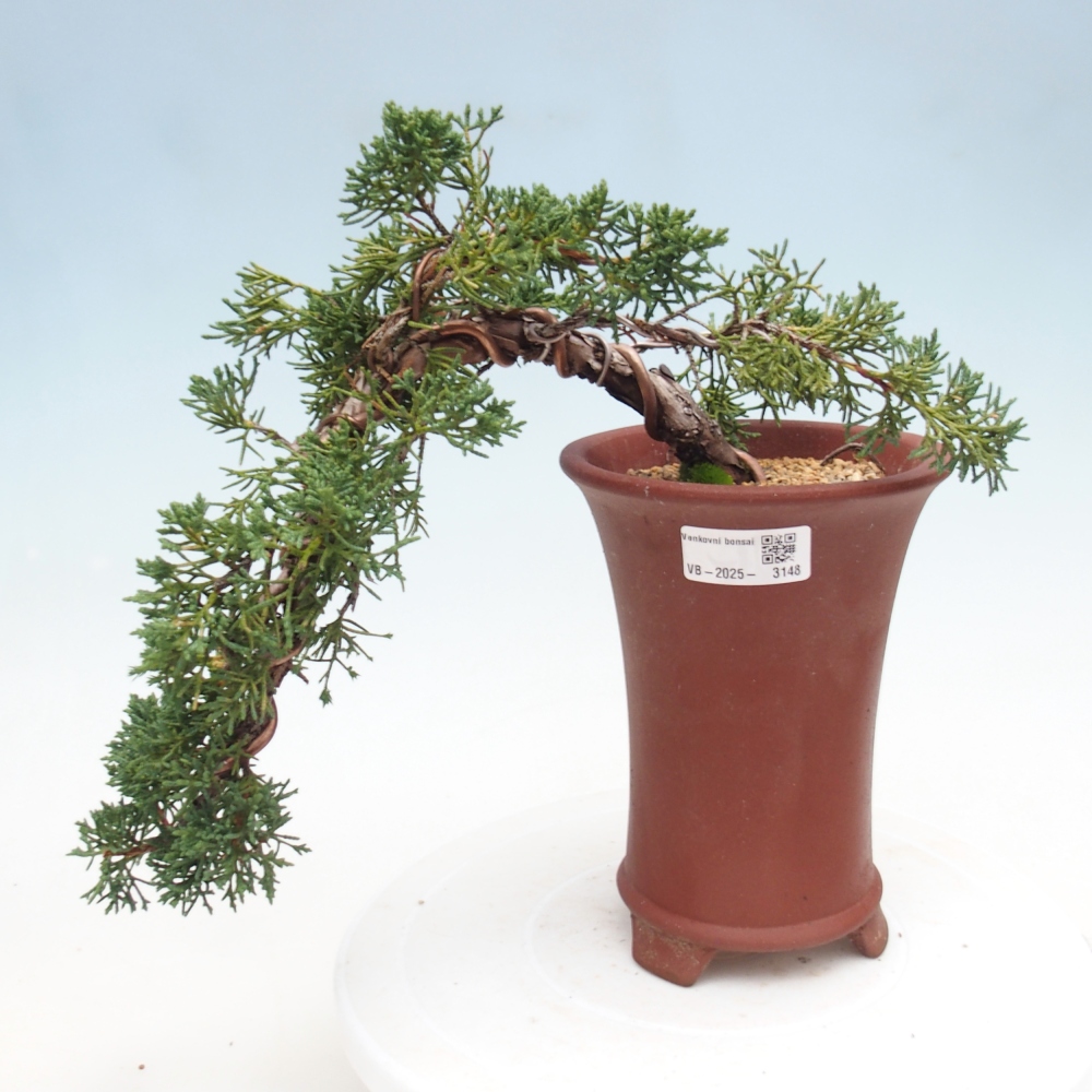 Bonsaï d'extérieur - Juniperus chinensis Kishu