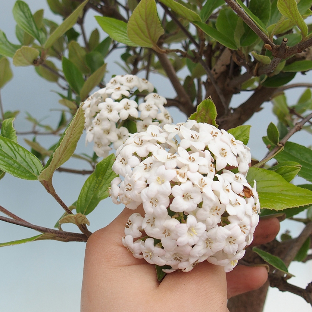 Bonsaï d'extérieur-Kalina Bodnanská - Viburum carlesii hemsi