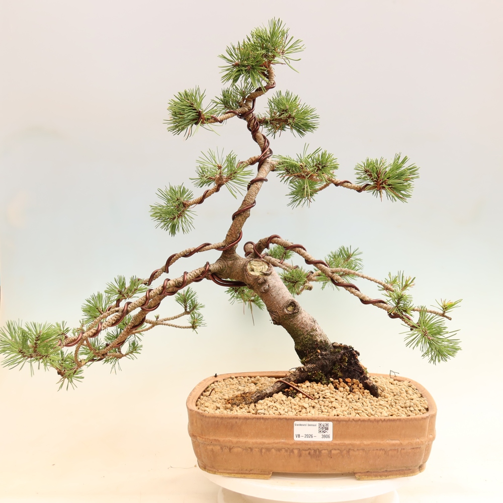 Bonsaï d'extérieur - Pinus mugo Humpy  - Pin nain