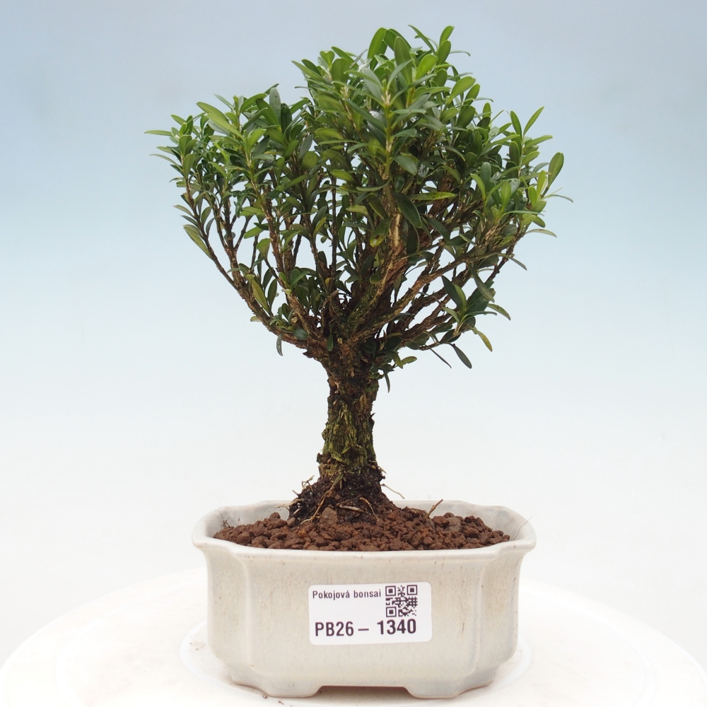 Bonsaï de chambre - Buxus harlandii - buxus liège