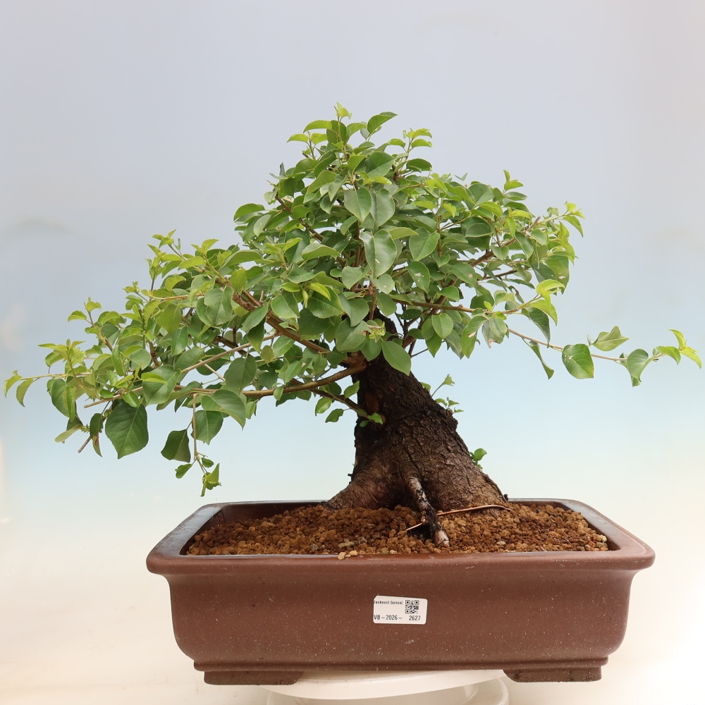 Bonsaï d'extérieur - Mahalebka - Prunus mahaleb