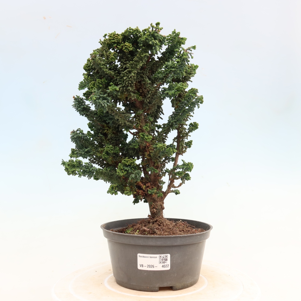 Bonsaï d'extérieur - Cham. obtusa SEKKA HINOKI - Cyprès