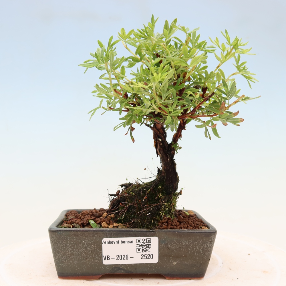 Bonsaï d'extérieur - Potentila fruticosa