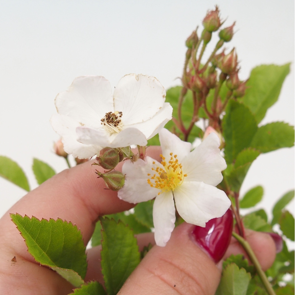 Bonsaï d'extérieur - Rosa sp. - rosier à petites fleurs