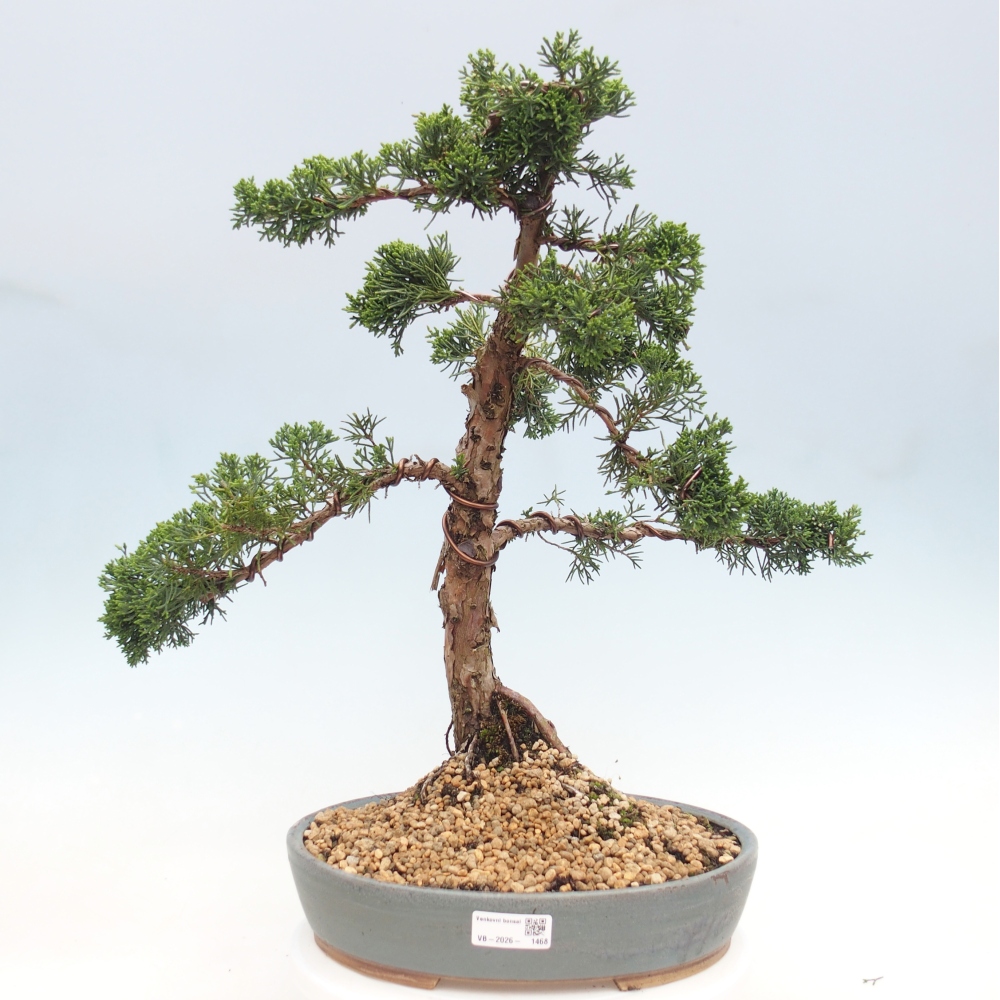 Bonsaï d'extérieur - Juniperus chinensis Kishu