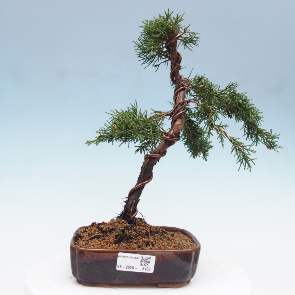 Bonsaï d'extérieur - Juniperus chinensis Kishu