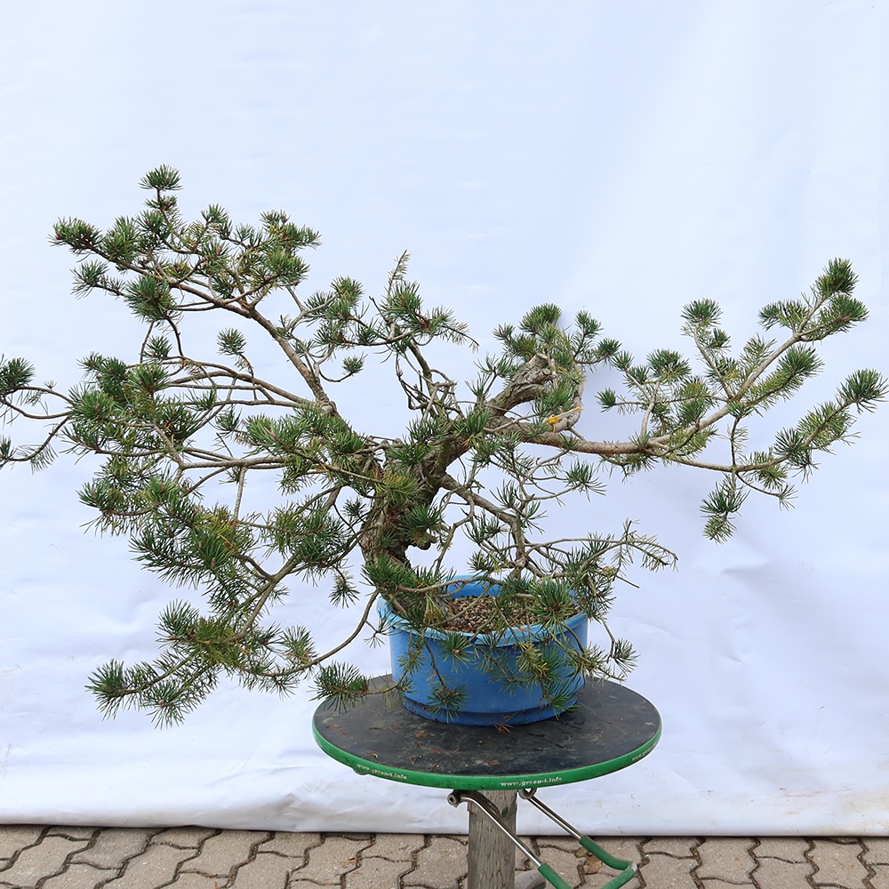 Pinus sylvestris Espagne - pin sylvestre