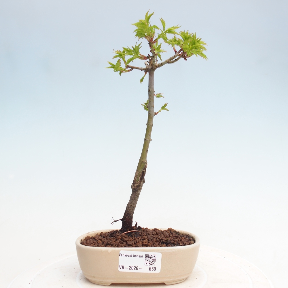 Bonsaï d'extérieur - Acer palmatum SHISHIGASHIRA- Érable à petites feuilles