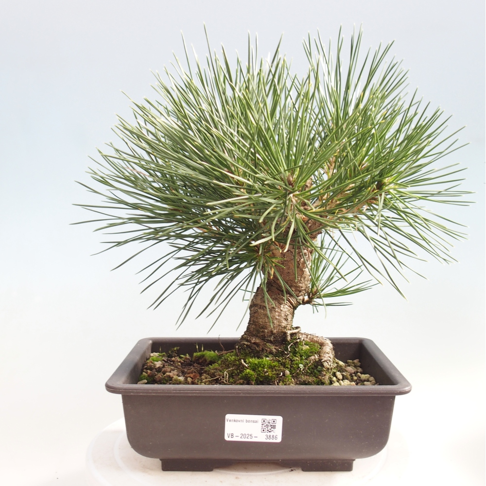 Bonsaï d'extérieur - Pinus thunbergii - Pin de Thunberg