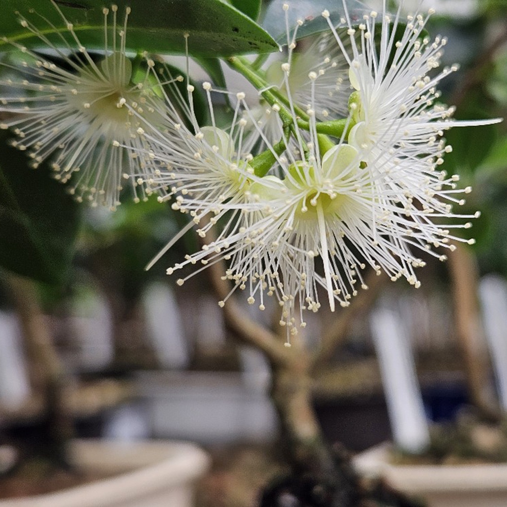 Bonsaï de chambre - Australian cherry - Eugenia uniflora - COLLECTION PERSONNELLE UNIQUEMENT ou transport sur palette