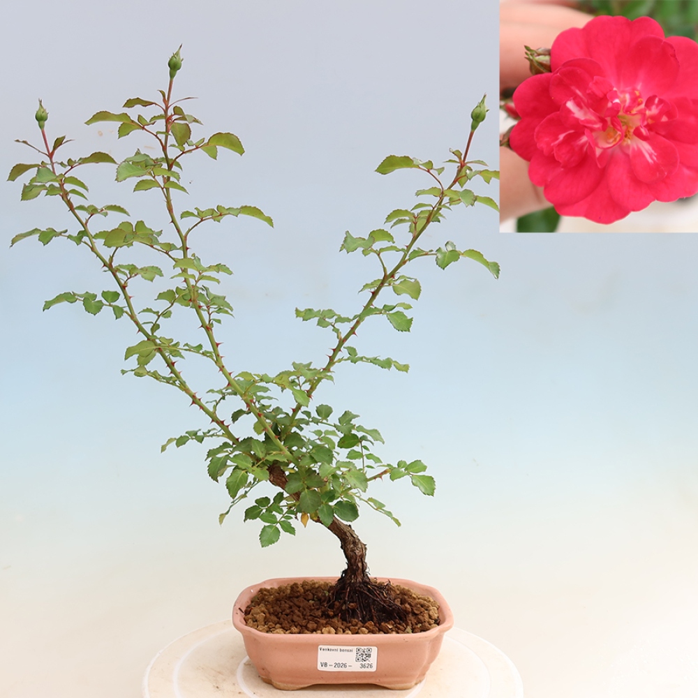 Bonsaï d'extérieur - Rosa Kordes - rose