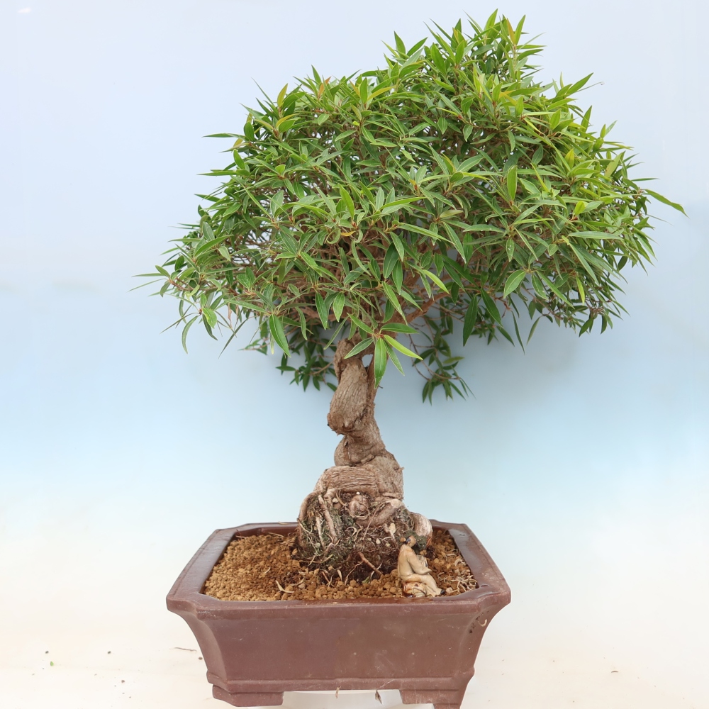 Salle bonsaï - Ficus nerifolia - ficus à petites feuilles