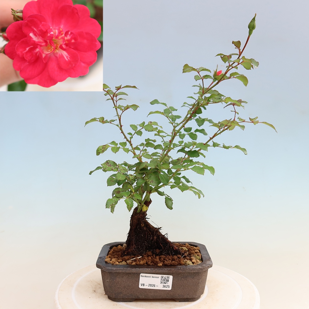 Bonsaï d'extérieur - Rosa Kordes - rose