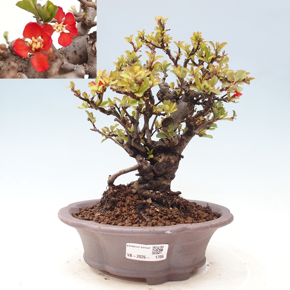 Bonsaï d'extérieur - Chaneomeles speciosa - Coing