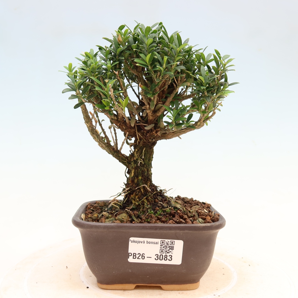 Bonsaï de chambre - Buxus harlandii - buxus liège