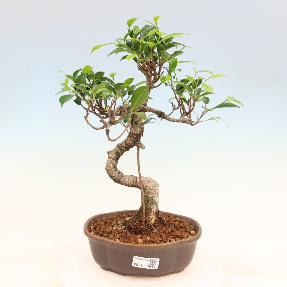 Salle bonsaï - Ficus retusa - ficus à petites feuilles