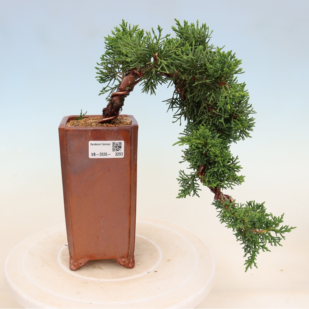 Bonsaï d'extérieur - Juniperus chinensis Kishu
