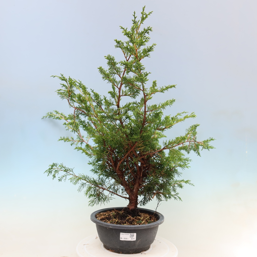 Bonsaï d'extérieur - Juniperus chinensis Itoigawa