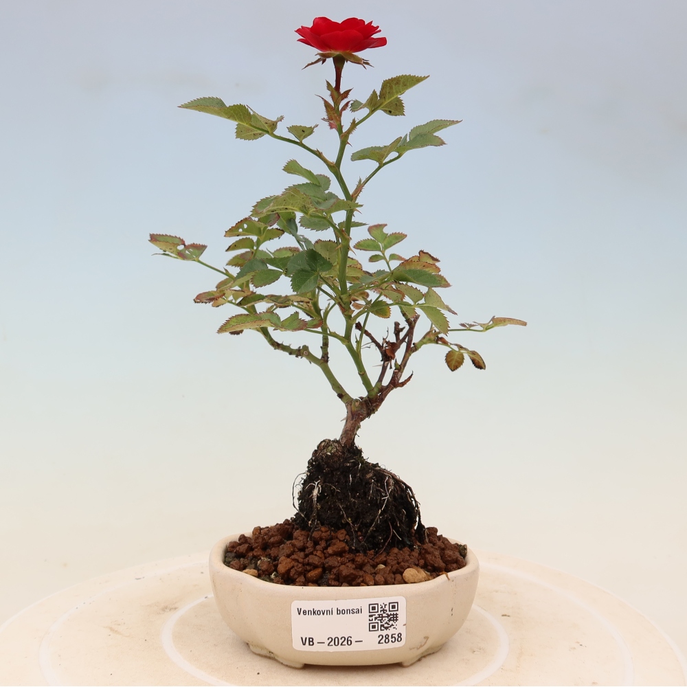 Bonsaï d'extérieur - Rosa Kordes - rose