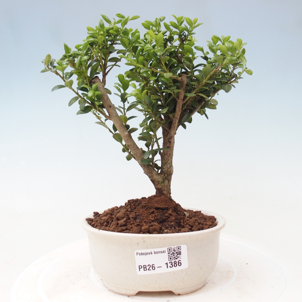 Bonsaï de chambre - Ilex crenata - Houx