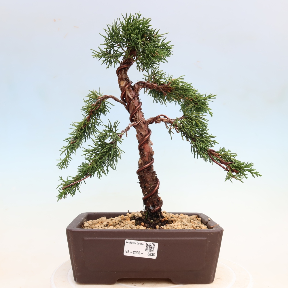 Bonsaï d'extérieur - Juniperus chinensis Kishu