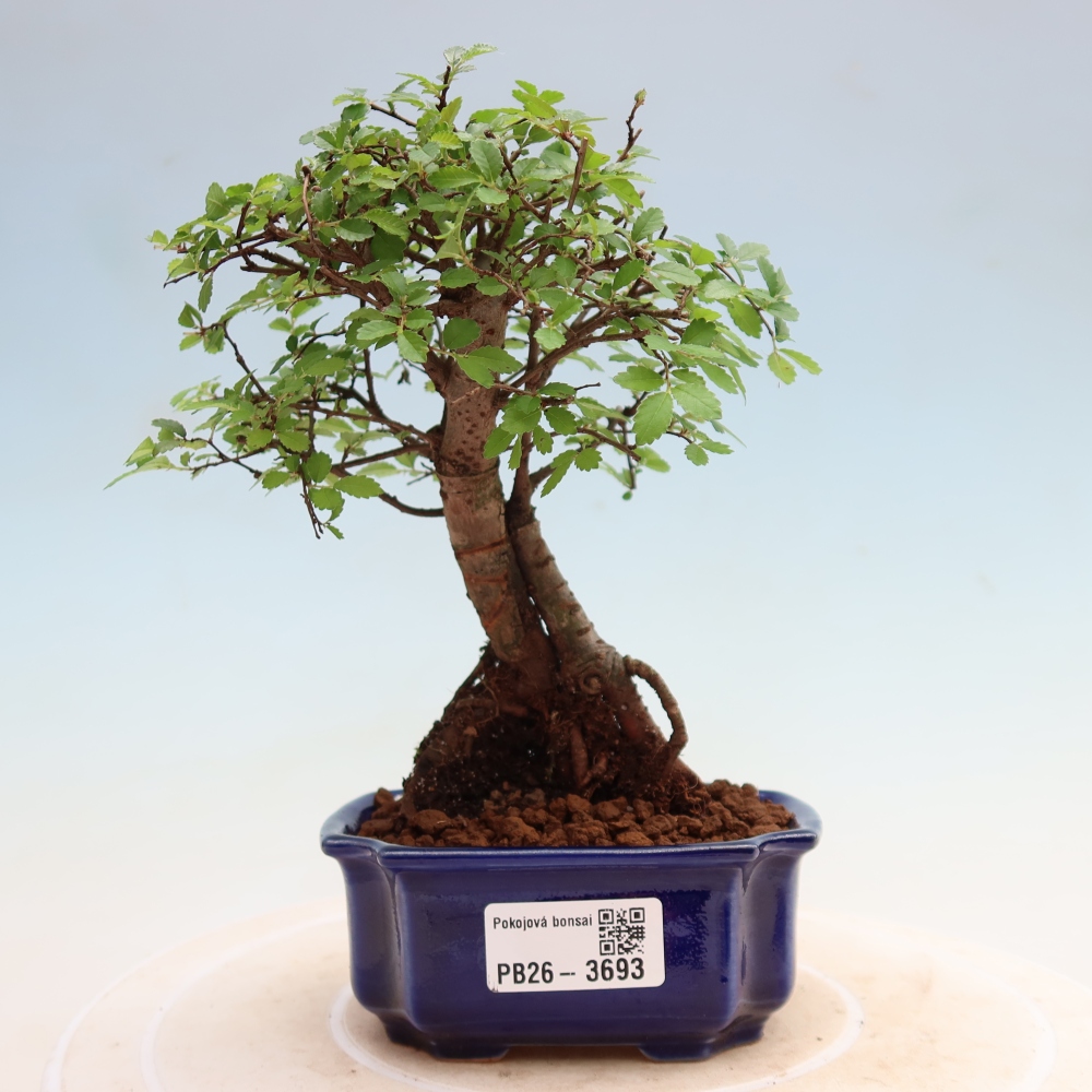 Bonsaï de chambre - Ulmus parvifolia - Orme à petites feuilles