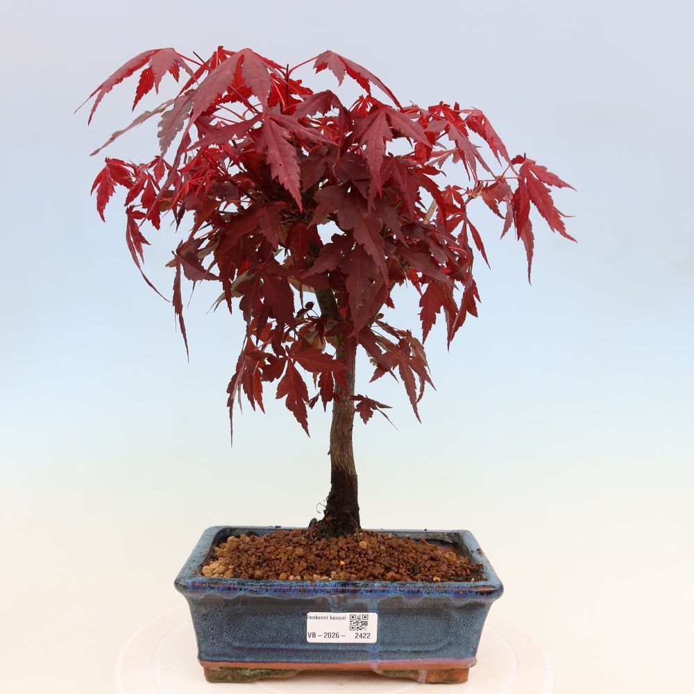 Bonsaï d'extérieur - Acer palm. Atropurpureum-Javor palmate