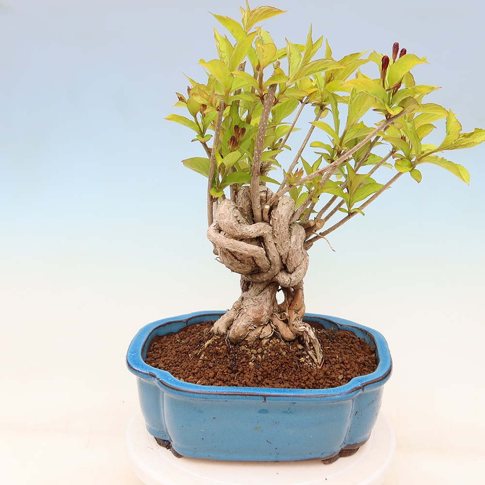 Bonsaï d'extérieur - Weigela subsessilis - Weigela de Corée