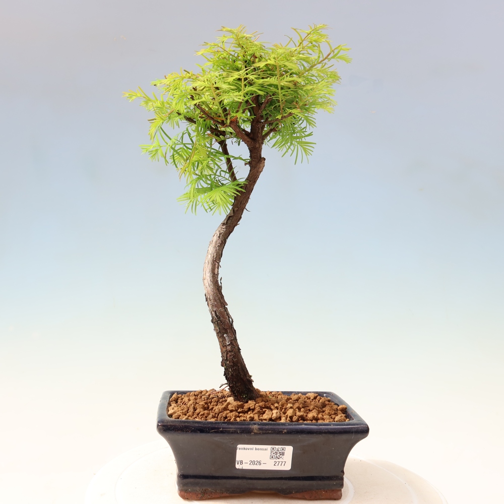 Bonsaï d'extérieur - Metasequoia glyptostroboides - Metasequoia chinois