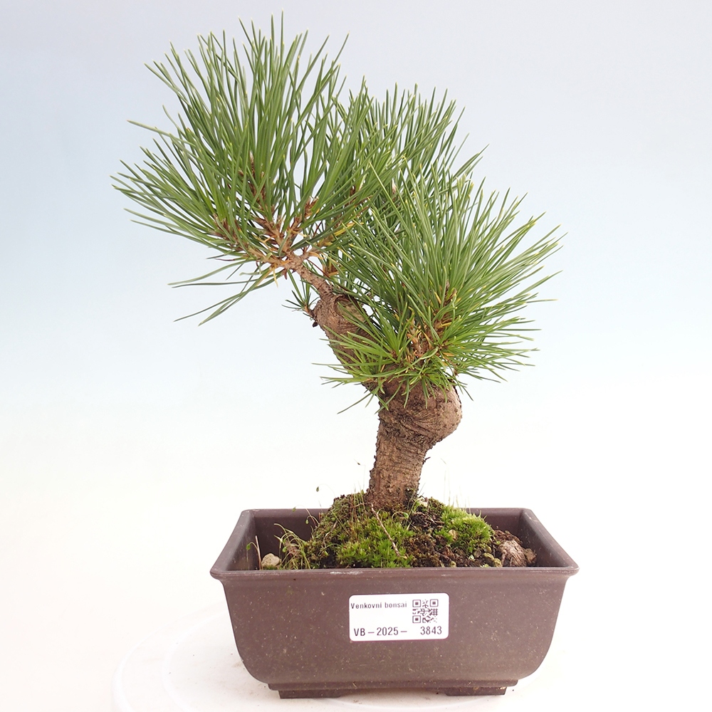 Bonsaï d'extérieur - Pinus thunbergii - Pin de Thunberg