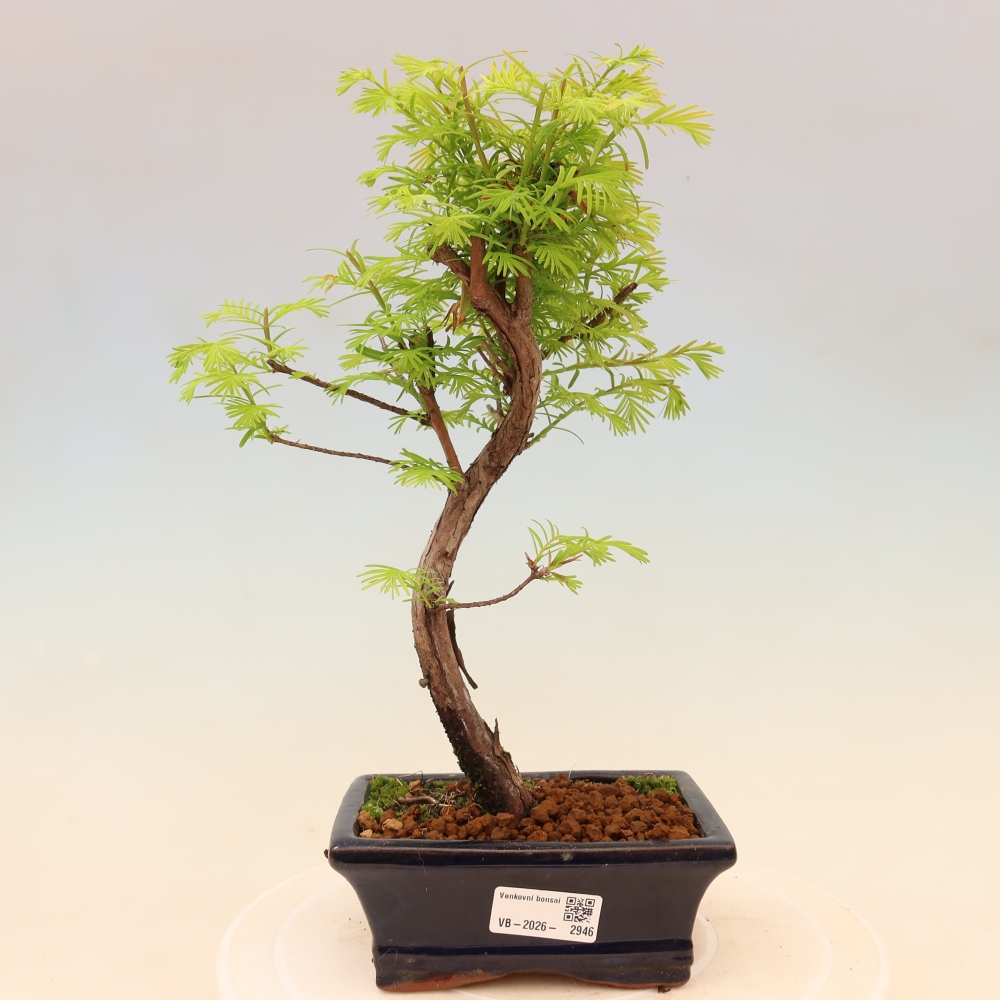 Bonsaï d'extérieur - Metasequoia glyptostroboides - Metasequoia chinois